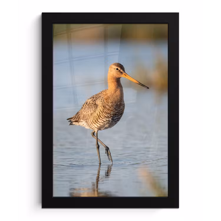 Poster met lijst - Vogel - Steltloper - Water - Natuur — 1