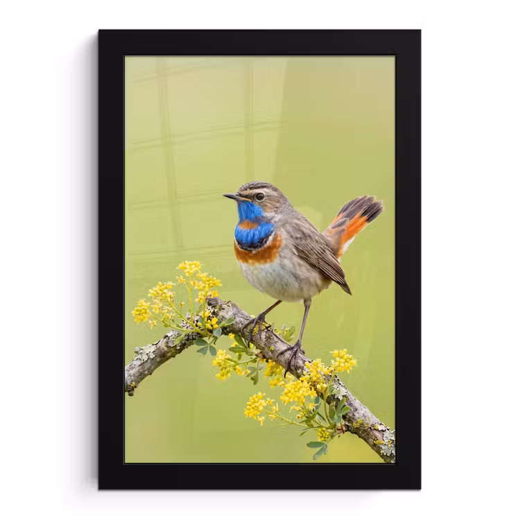 Poster met lijst - Vogel - Tak - Natuur - Kleurrijk — 1