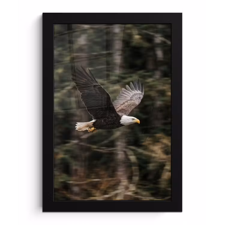 Poster met lijst - Zeearend - Vliegen - Bos - Natuur — 1