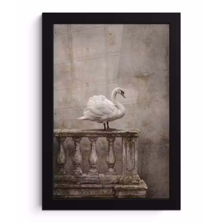 Poster met lijst - Zwaan - Elegant - Dieren - Wit — 1
