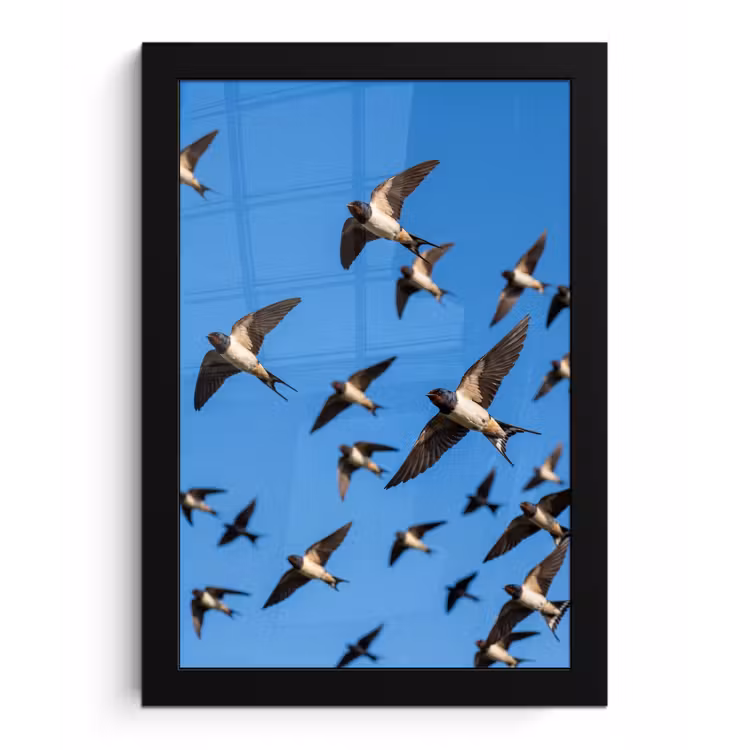 Poster met lijst - Zwaluwen - Vliegen - Blauw — 1