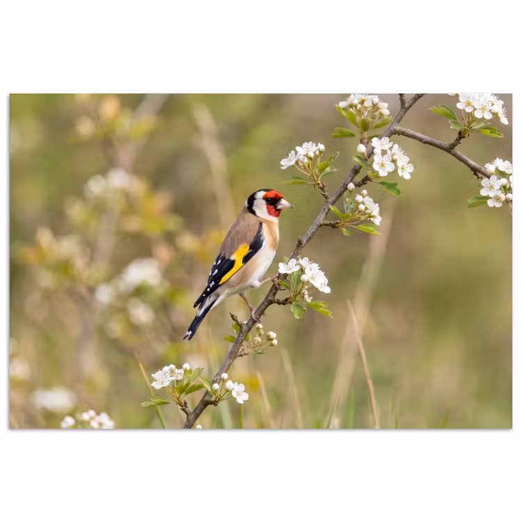 Poster - Putter - Bloesem - Lente - Natuur - Kleurrijk — 1