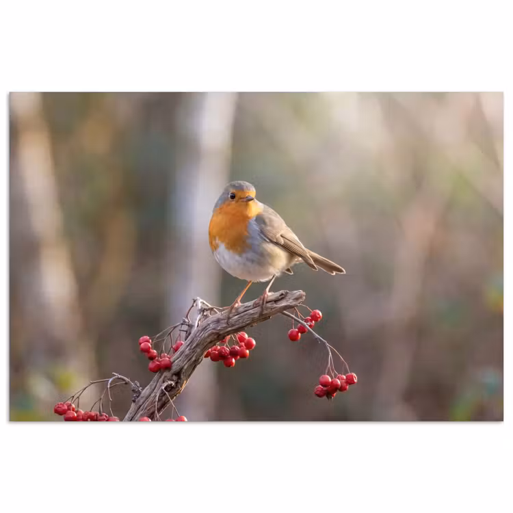 Poster - Roodborst - Tak - Bessen - Natuur — 1