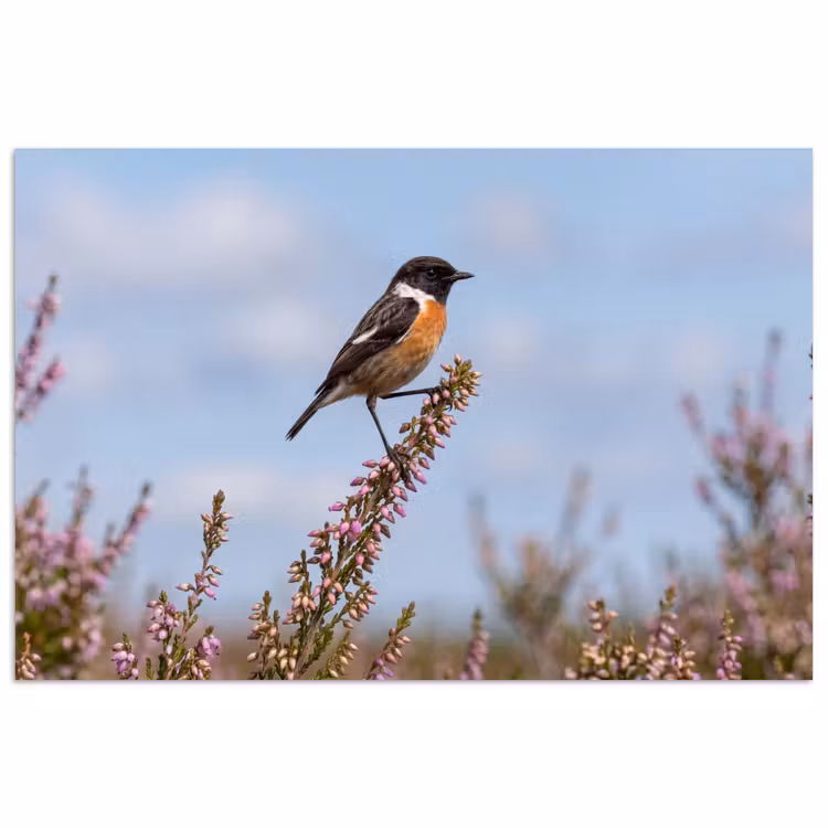 Poster - Roodborsttapuit - Heide - Paars - Natuur - Sfeervol — 1
