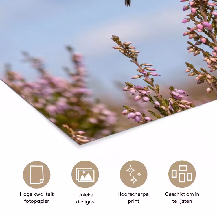 Poster - Roodborsttapuit - Heide - Paars - Natuur - Sfeervol — 5