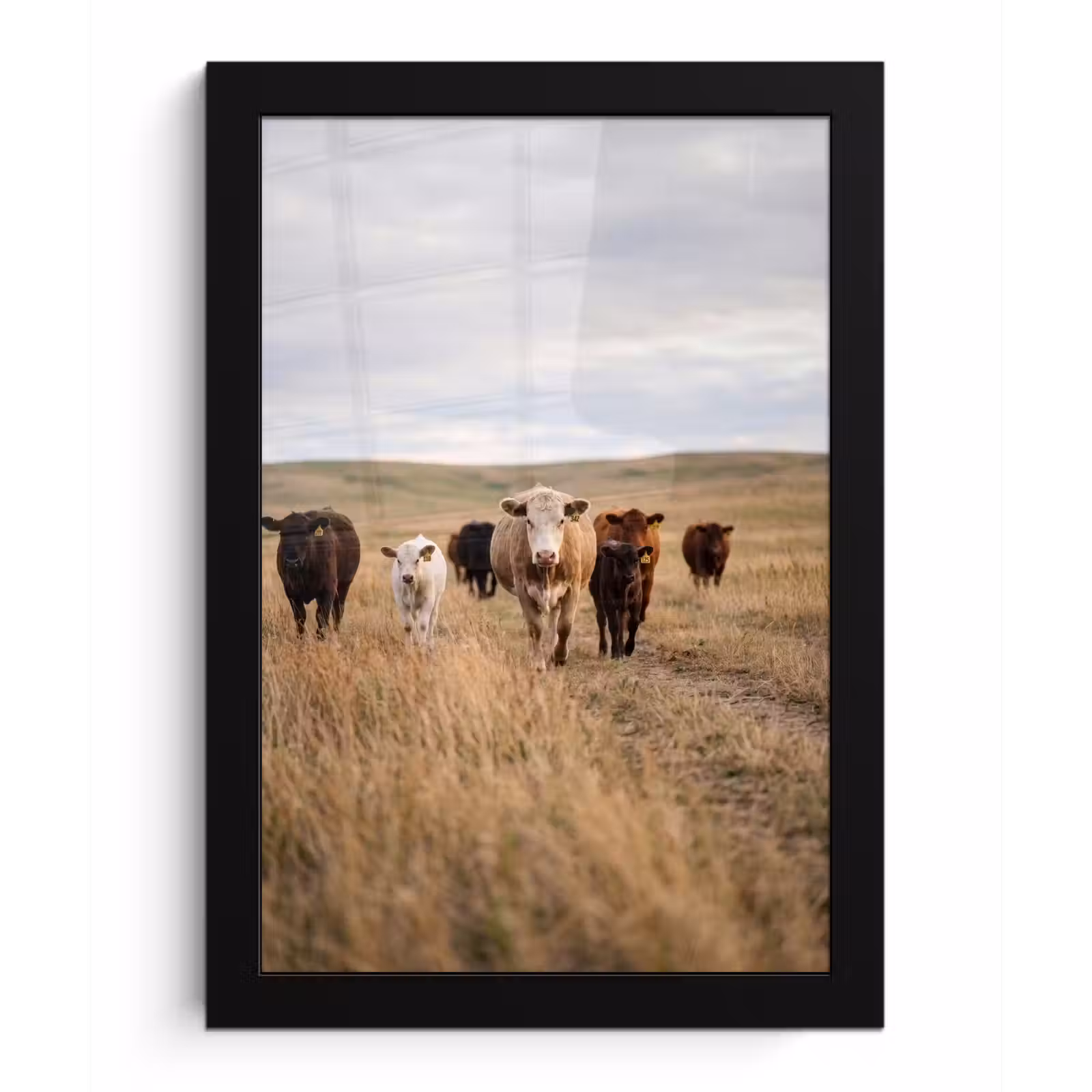 Poster met lijst - Runderen - Kudde - Landschap - Weide - Rustig — 1