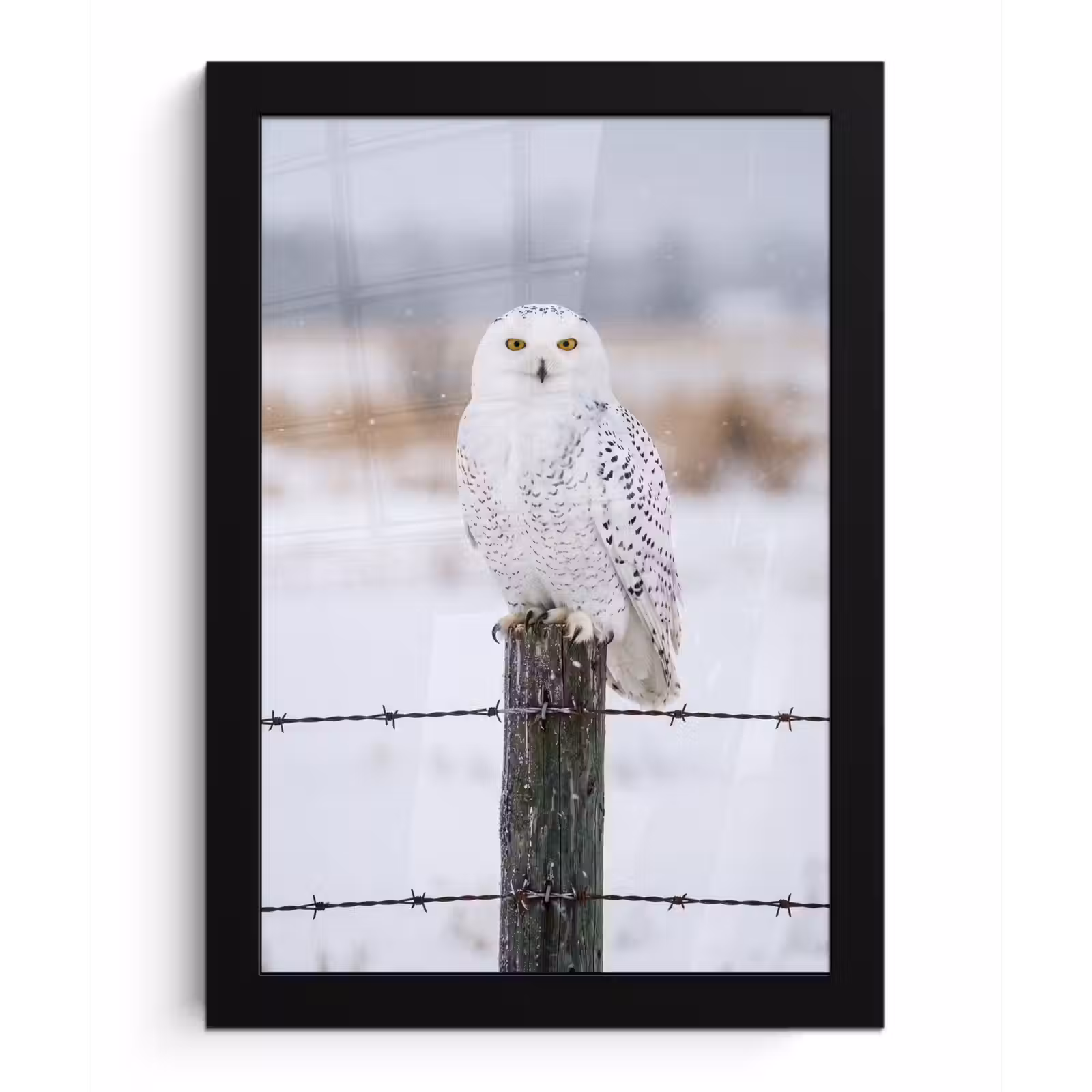 Poster met lijst - Sneeuwuil - Hek - Sneeuw - Wit — 1