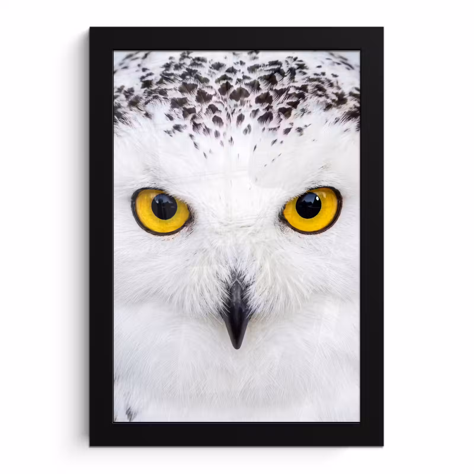 Poster met lijst - Sneeuwuil - Portret - Geel — 1