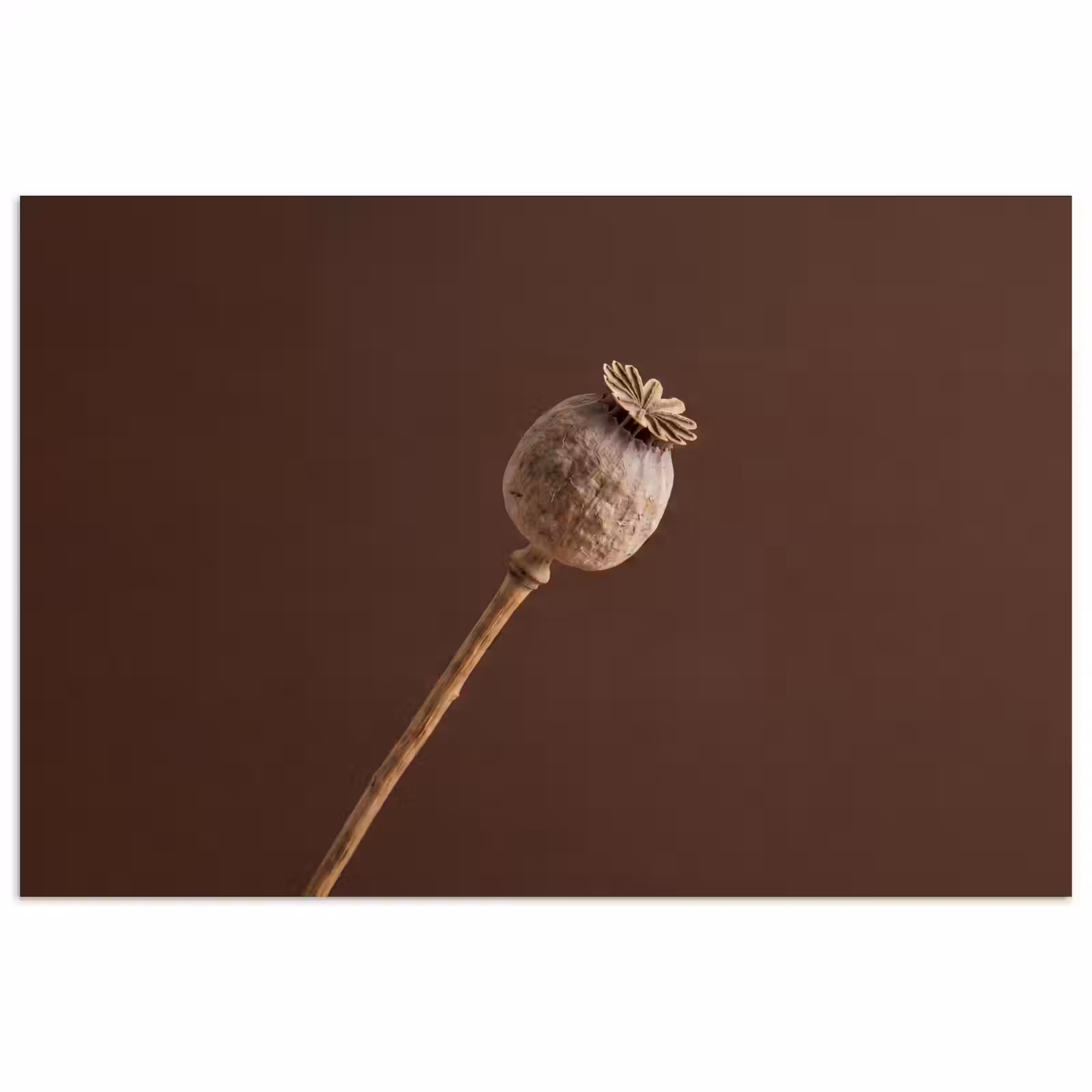 Poster - Papaverbol - Droogbloem - Bruin - Minimalistisch — 1