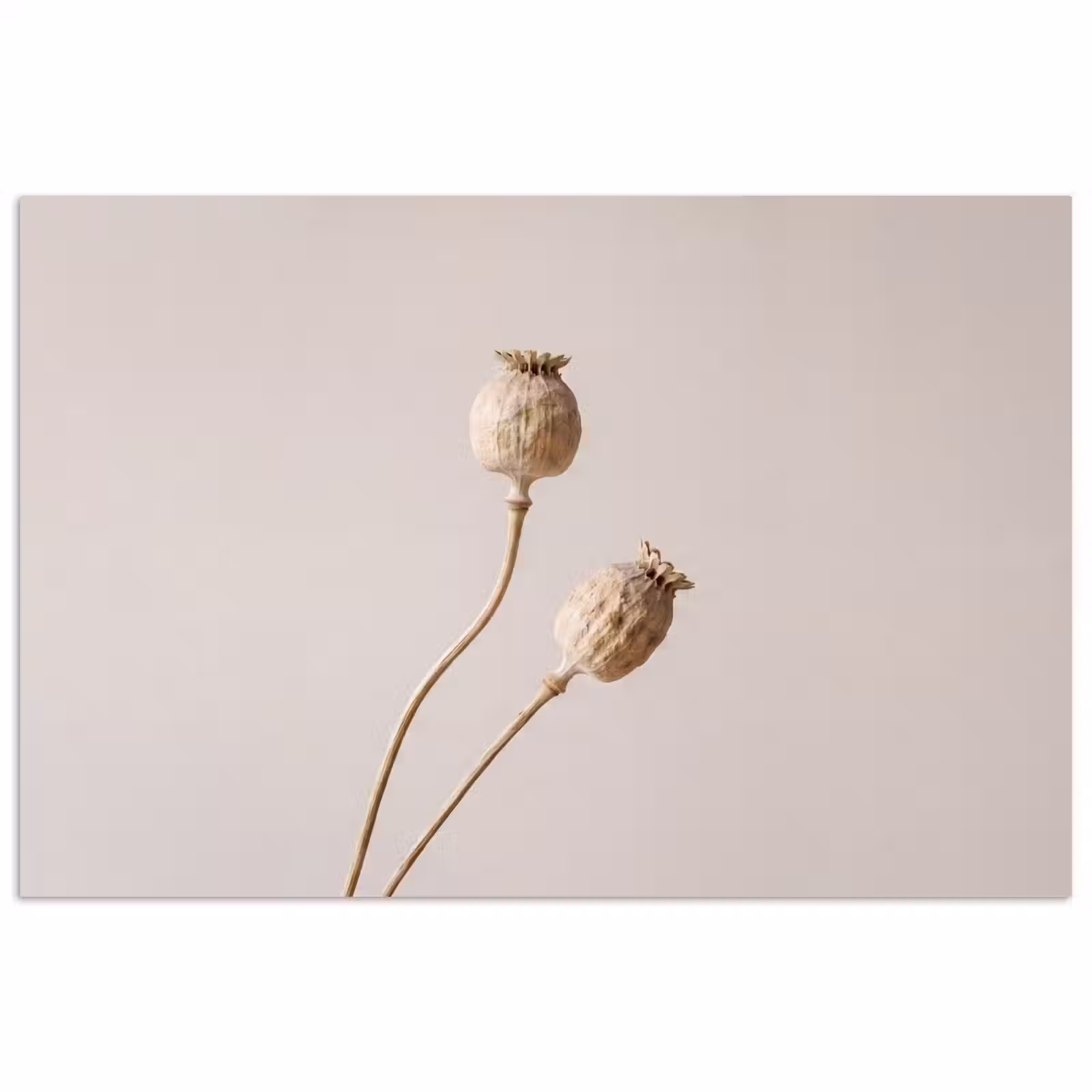Poster - Papaverbollen - Droogbloemen - Minimalistisch - Beige - Rustig — 1