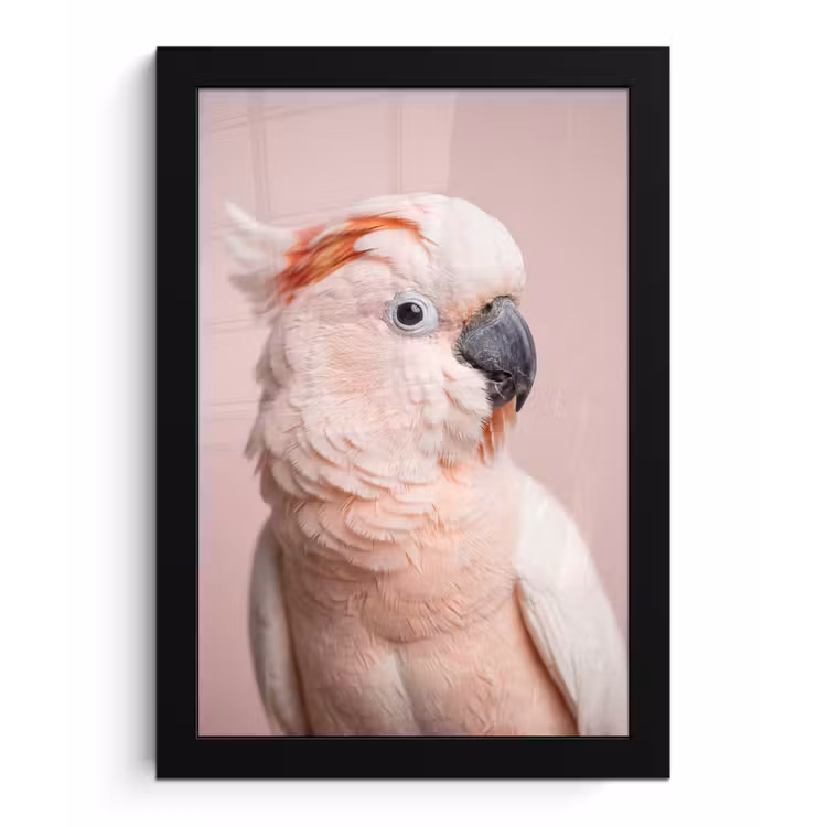 Poster met lijst - Kaketoe - Portret - Roze — 1
