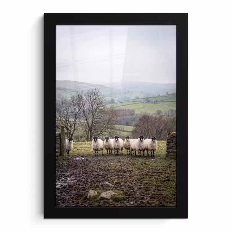 Poster met lijst - Schapen - Rij - Weide - Dieren - Platteland — 1