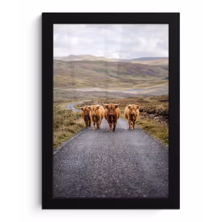 Poster met lijst - Schotse Hooglanders - Weg - Landschap - Kudde — 1