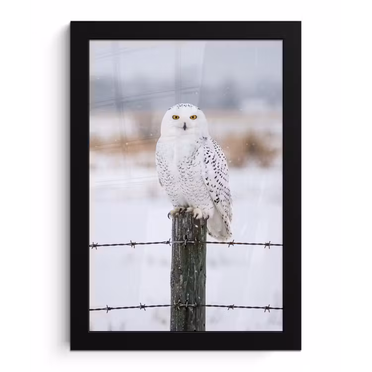 Poster met lijst - Sneeuwuil - Hek - Sneeuw - Wit — 1