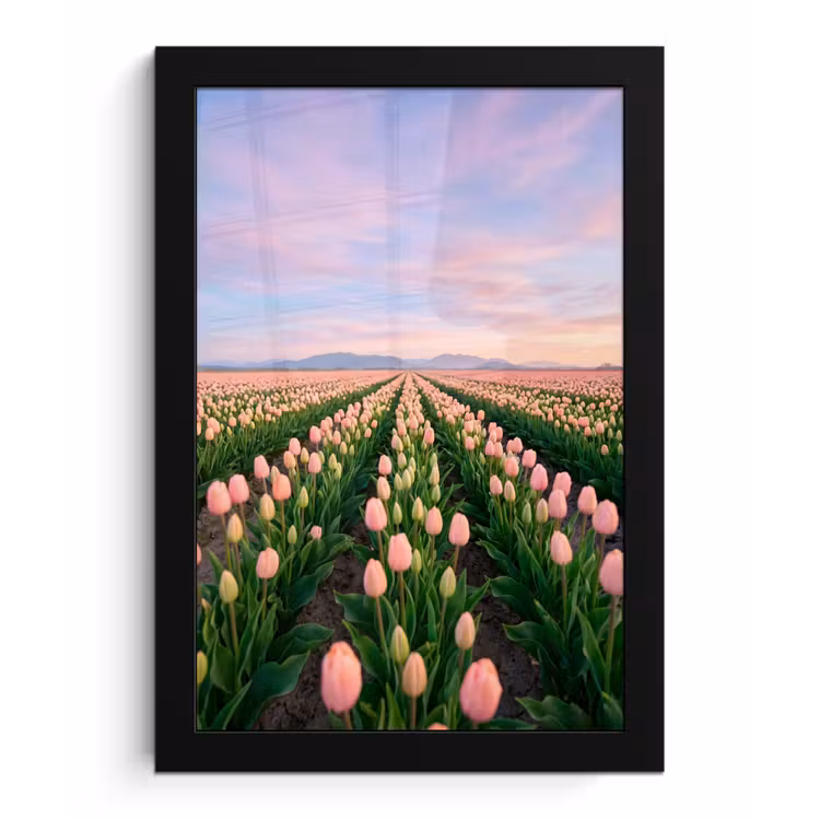 Poster met lijst - Tulpen - Landschap - Roze — 1