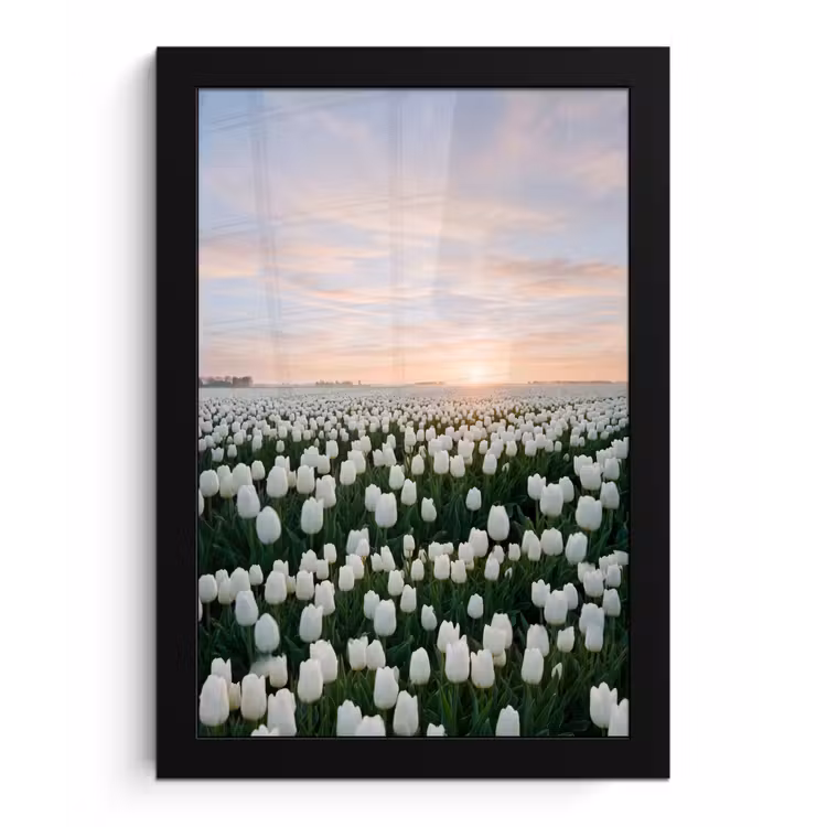 Poster met lijst - Tulpen - Landschap - Wit — 1