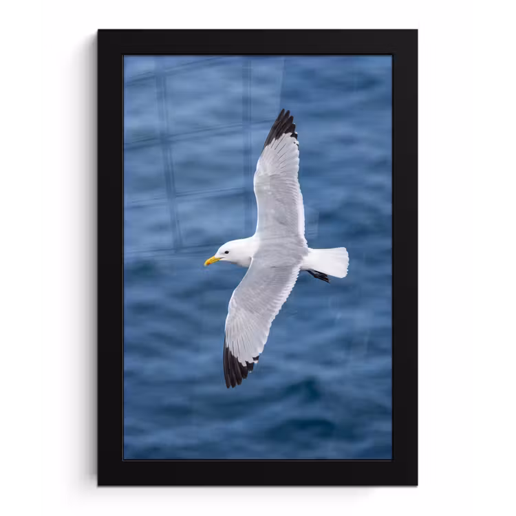 Poster met lijst - Zeemeeuw - Oceaan - Blauw — 1