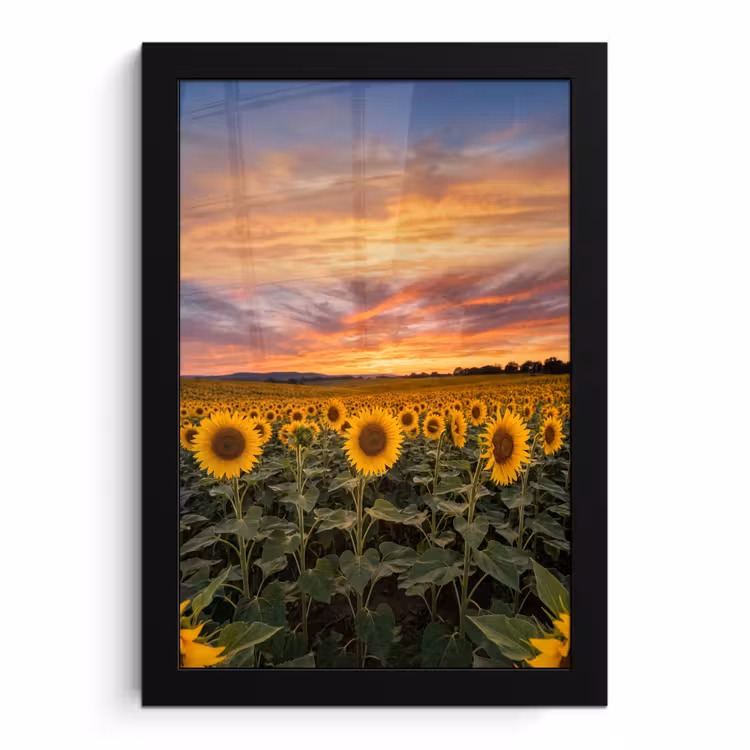 Poster met lijst - Zonnebloemen - Heuvellandschap - Geel — 1