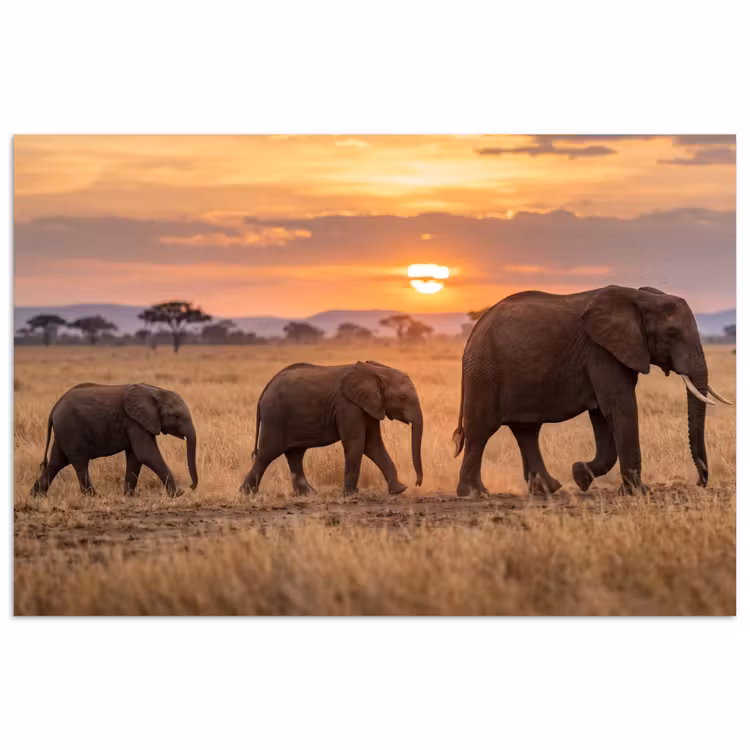 Poster - Olifanten - Savanne - Zonsondergang - Afrika - Warm — 1