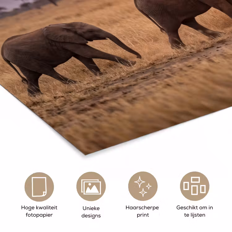 Poster - Olifanten - Savanne - Zonsondergang - Afrika - Warm — 5