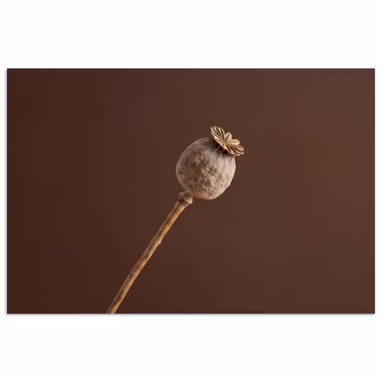 Poster - Papaverbol - Droogbloem - Bruin - Minimalistisch — 1