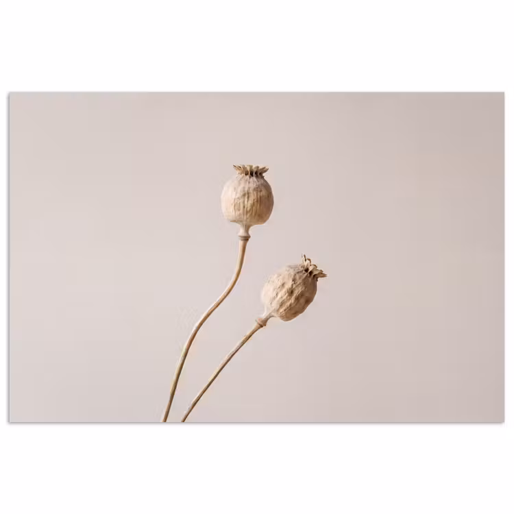 Poster - Papaverbollen - Droogbloemen - Minimalistisch - Beige - Rustig — 1