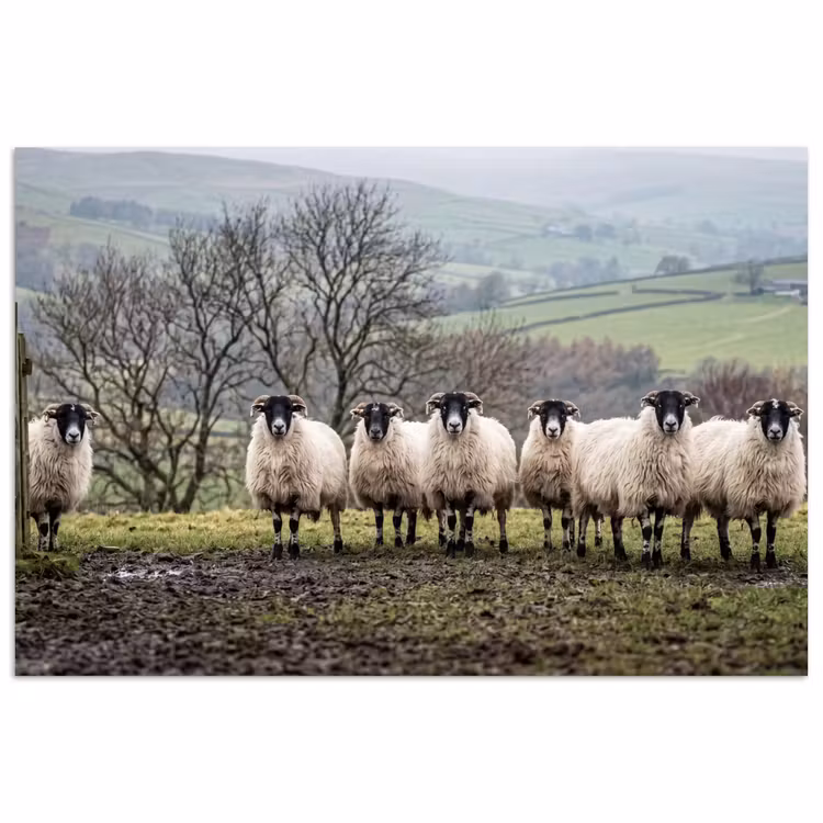 Poster - Schapen - Rij - Weide - Dieren - Platteland — 1