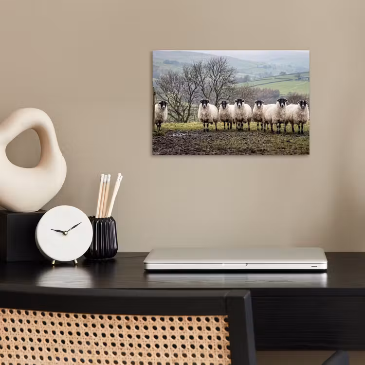 Poster - Schapen - Rij - Weide - Dieren - Platteland — 2