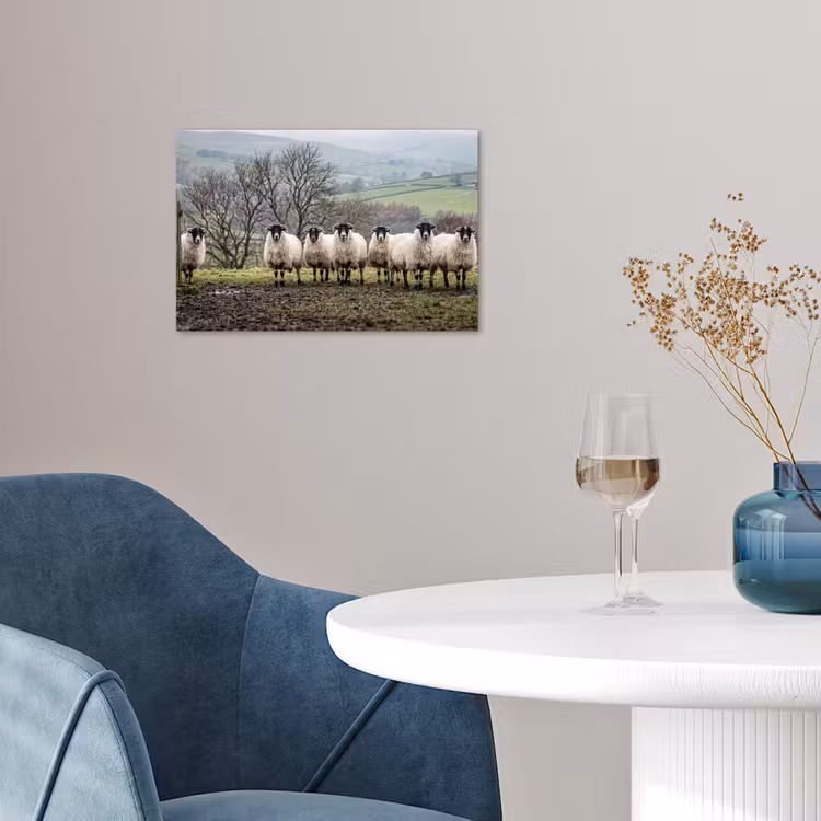 Poster - Schapen - Rij - Weide - Dieren - Platteland — 4