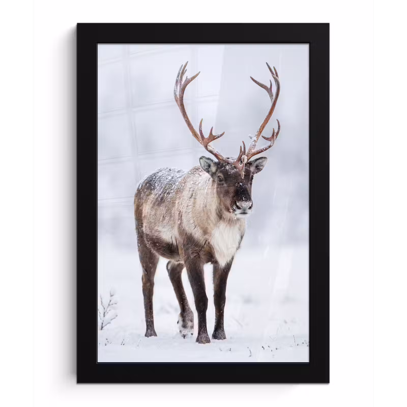 Poster met lijst - Rendier - Gewei - Toendra - Sneeuw - Wild — 1