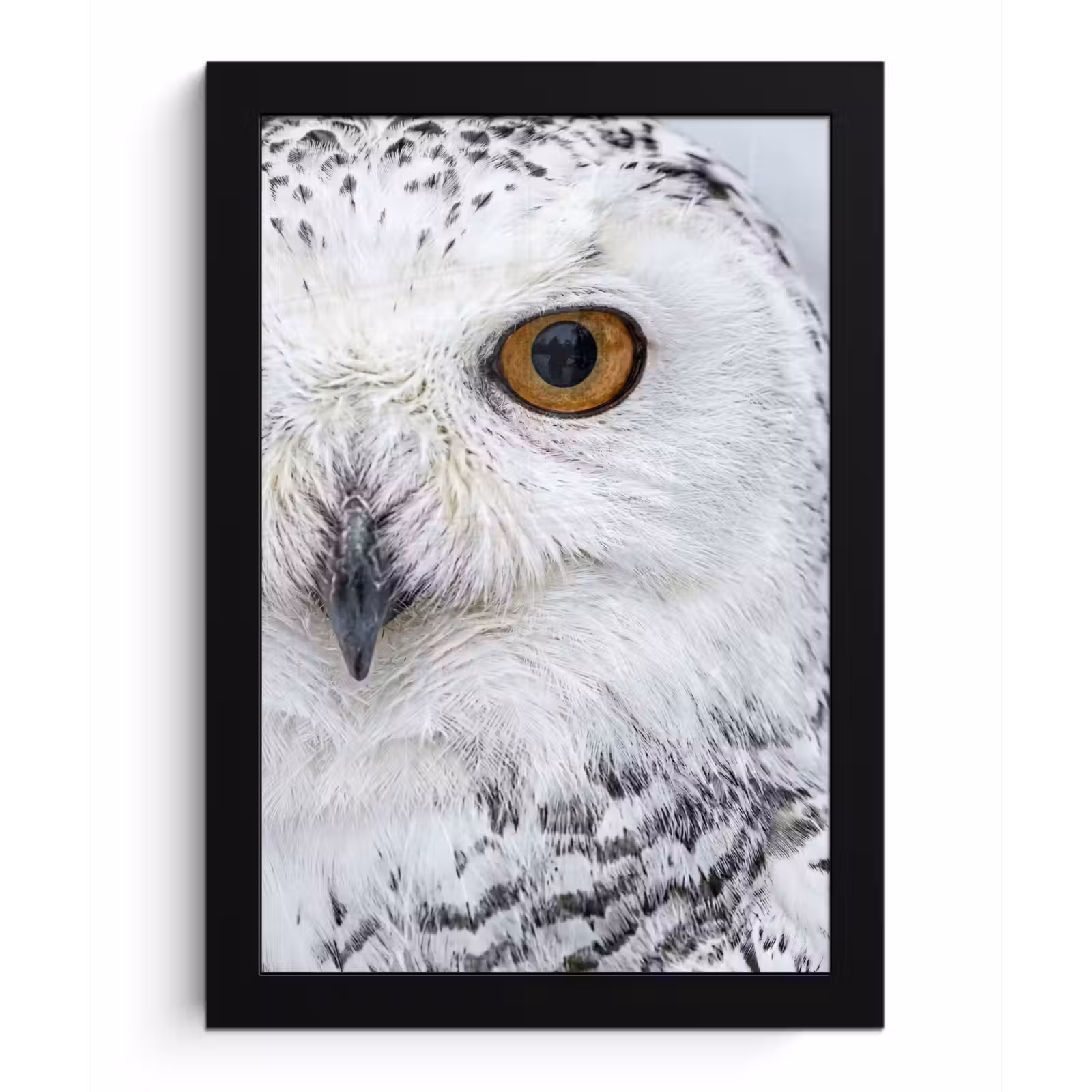 Poster met lijst - Sneeuwuil - Oog - Wildlife - Wit — 1