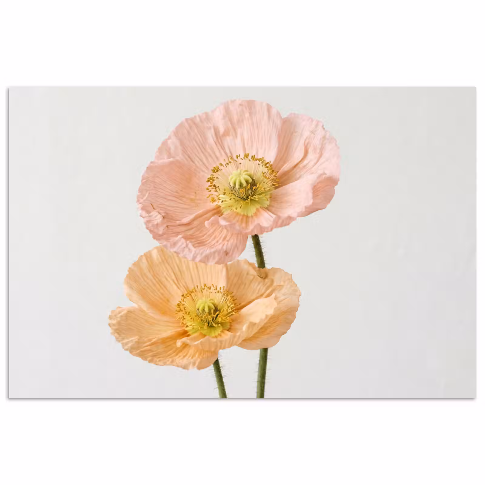 Poster - Papavers - Botanisch - Roze — 1