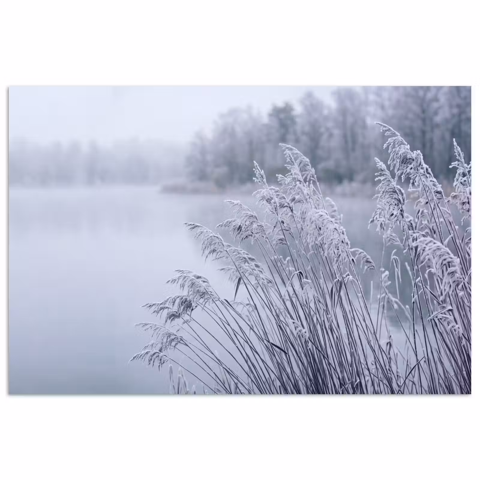 Poster - Riet - Bevroren - Winter - Natuur — 1
