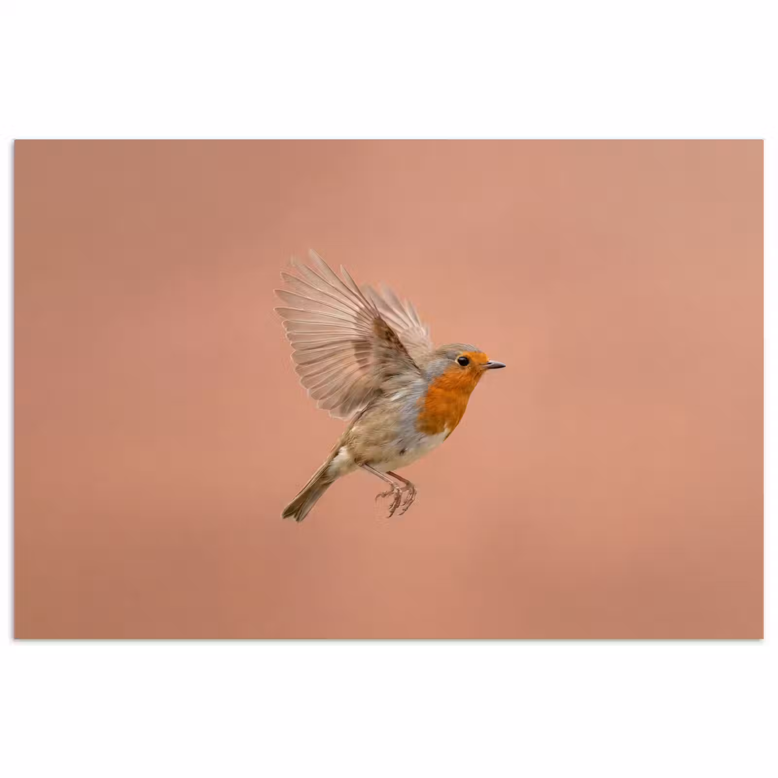 Poster - Roodborst - Natuur - Roze — 1