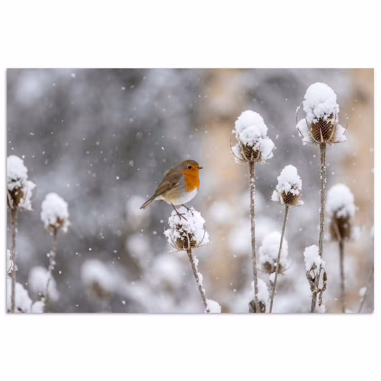Poster - Roodborstje - Gedroogde bloem - Sneeuw - Winter - Vertederend — 1