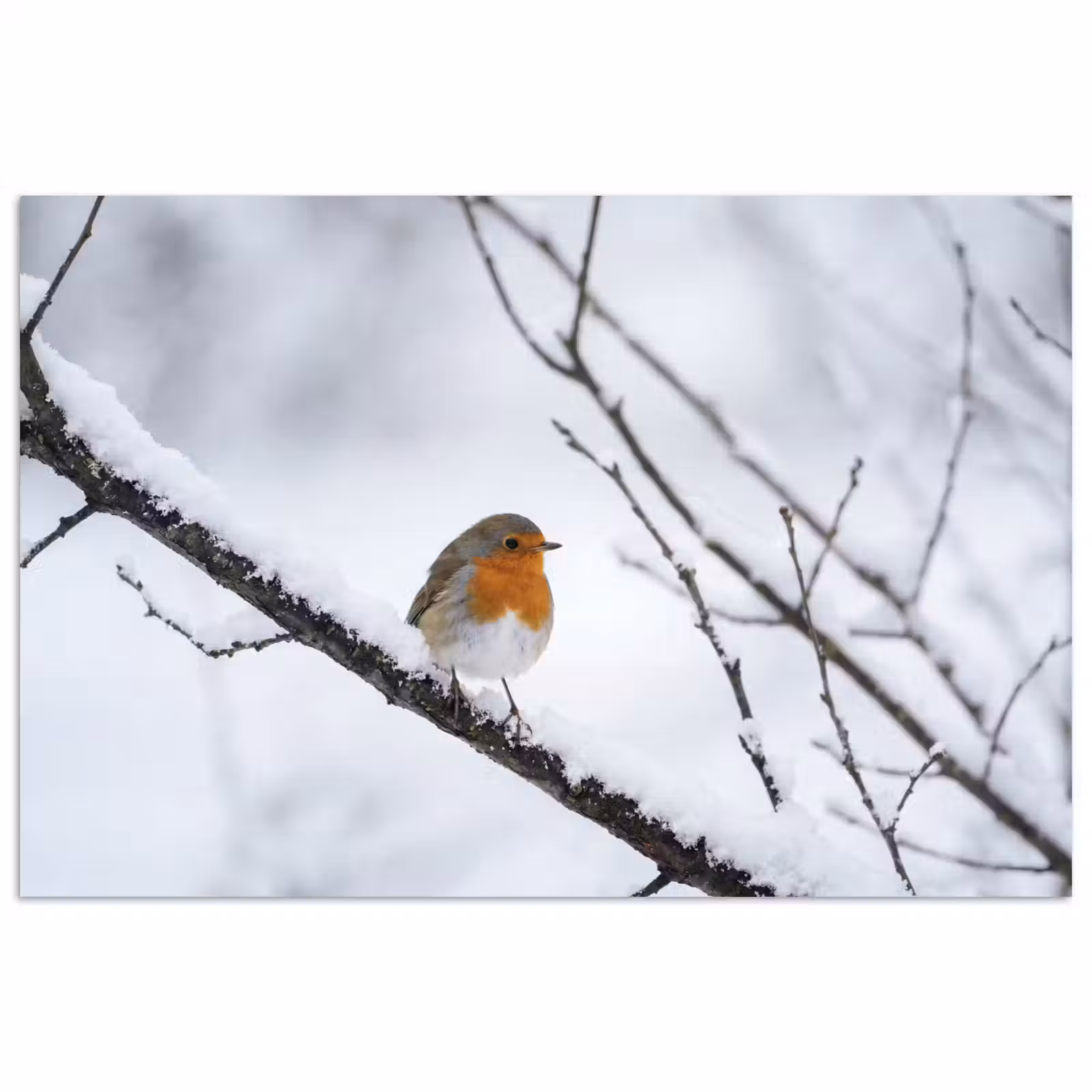 Poster - Roodborstje - Tak - Sneeuw - Winter - Levendig — 1