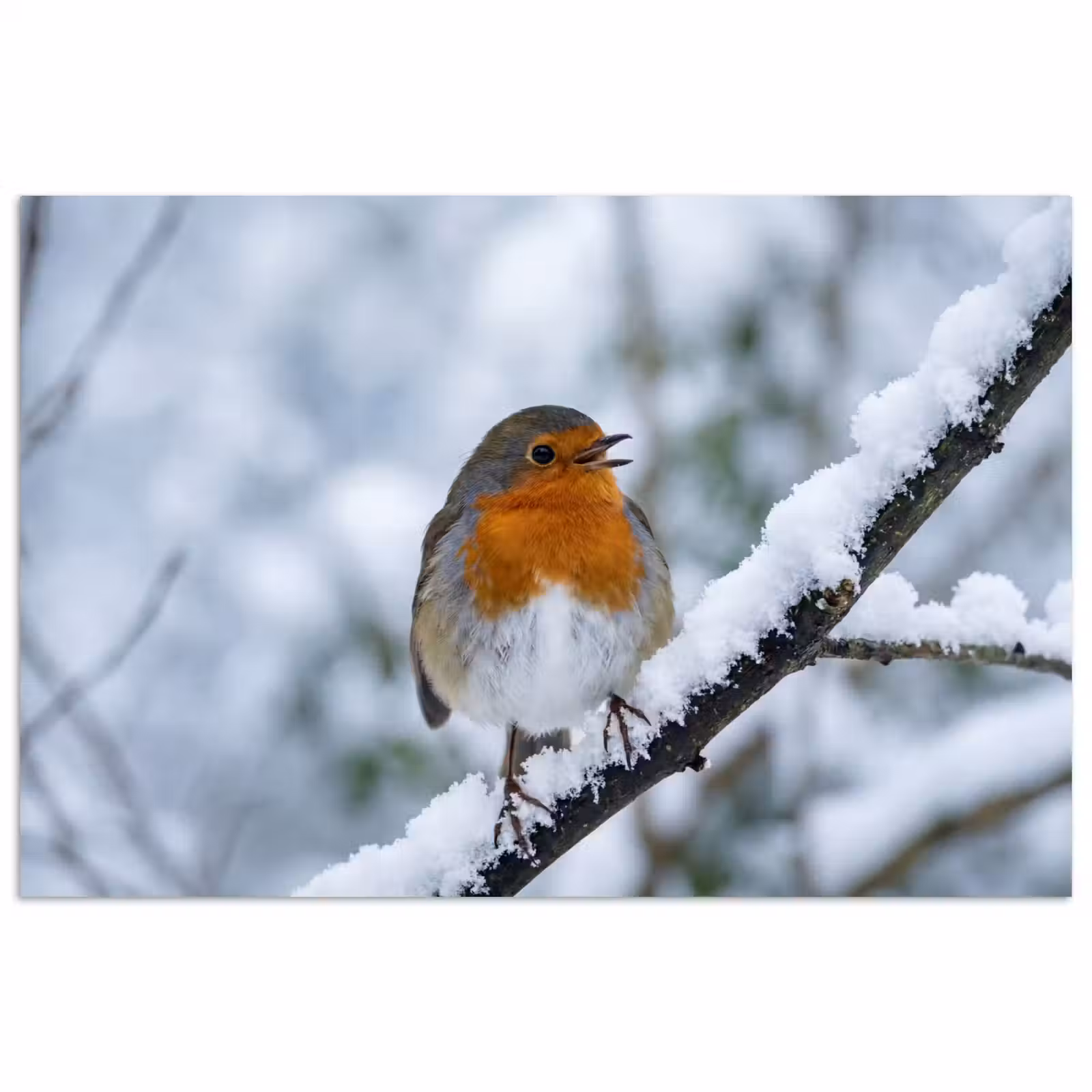 Poster - Roodborstje - Tak - Sneeuw - Winter - Levendig — 1