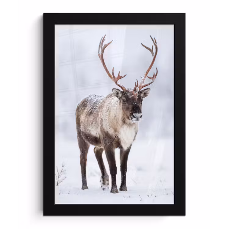 Poster met lijst - Rendier - Gewei - Toendra - Sneeuw - Wild — 1