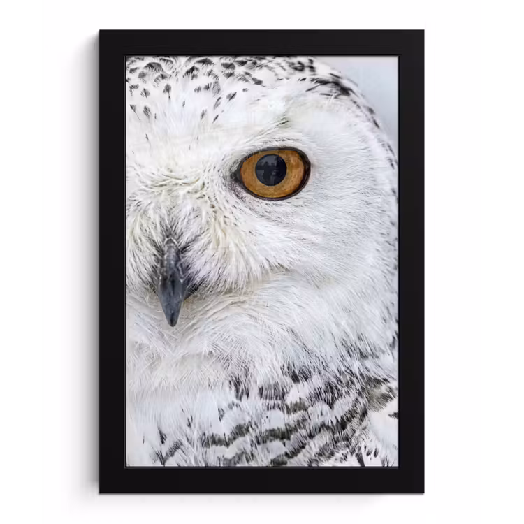Poster met lijst - Sneeuwuil - Oog - Wildlife - Wit — 1