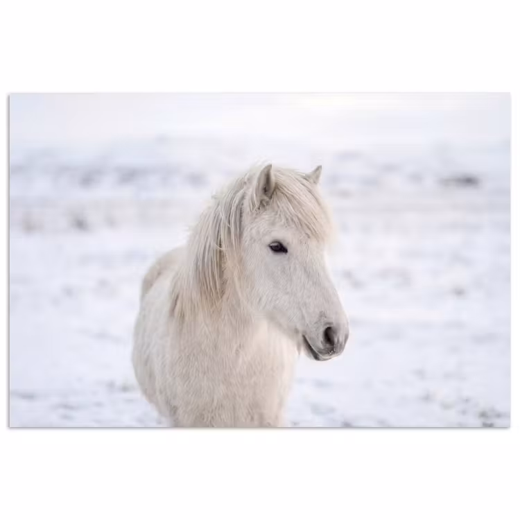 Poster - Paard - Kop - Winter - Dieren - Wit — 1