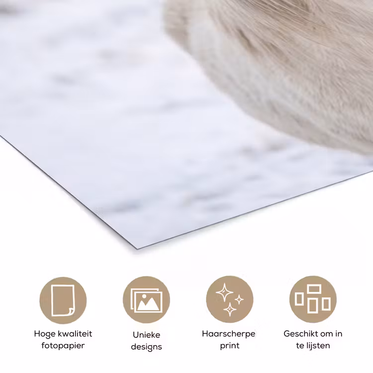 Poster - Paard - Kop - Winter - Dieren - Wit — 5