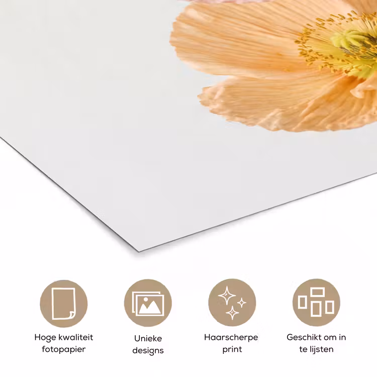Poster - Papavers - Botanisch - Roze — 5