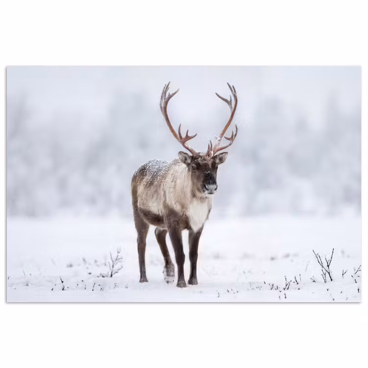 Poster - Rendier - Gewei - Toendra - Sneeuw - Wild — 1