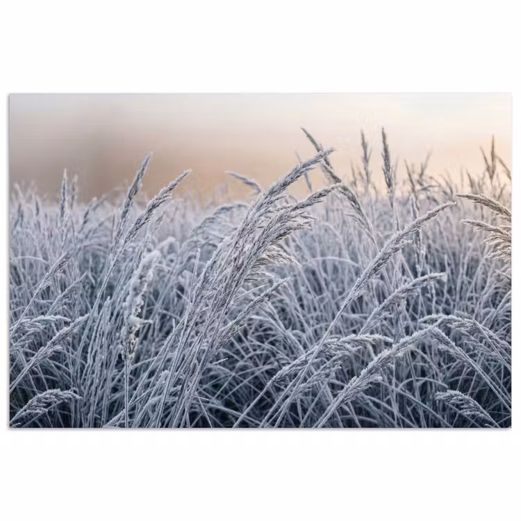 Poster - Rijp - Gras - Kristallen - Winter - Minimalistisch — 1