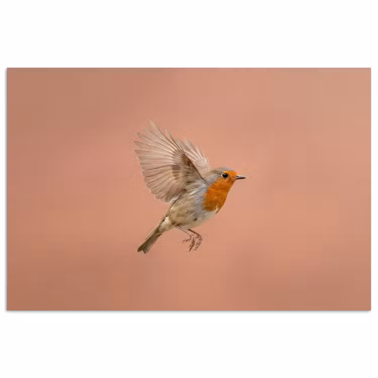 Poster - Roodborst - Natuur - Roze — 1