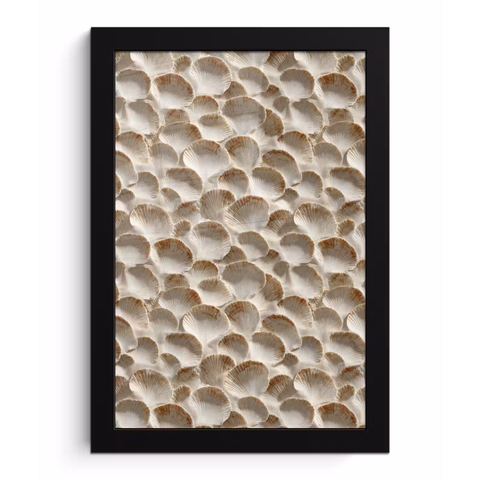 Poster met lijst - Schelpen - Waaiervorm - Wit — 1