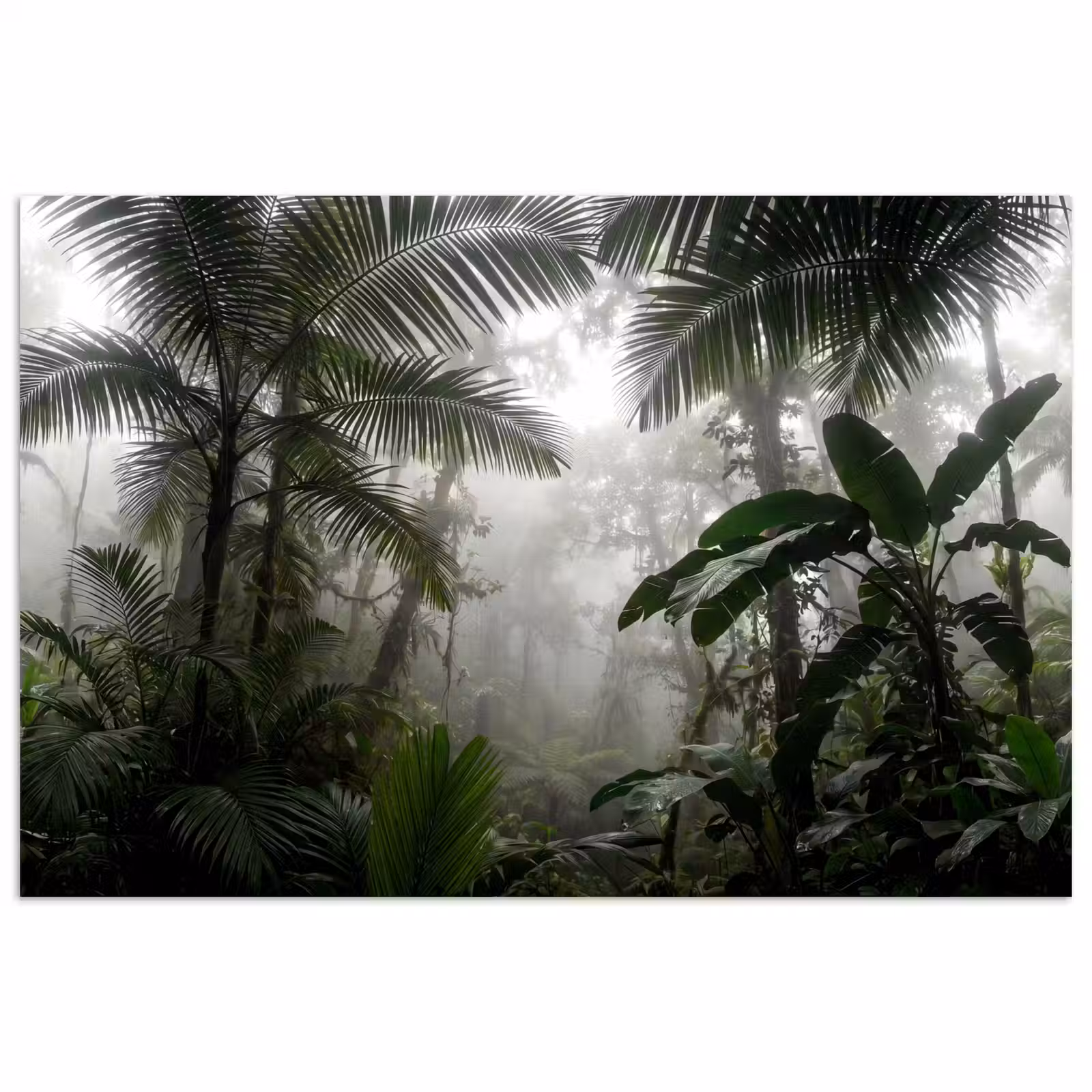 Poster - Natuur - Jungle - Mist - Groen - Bladeren — 1