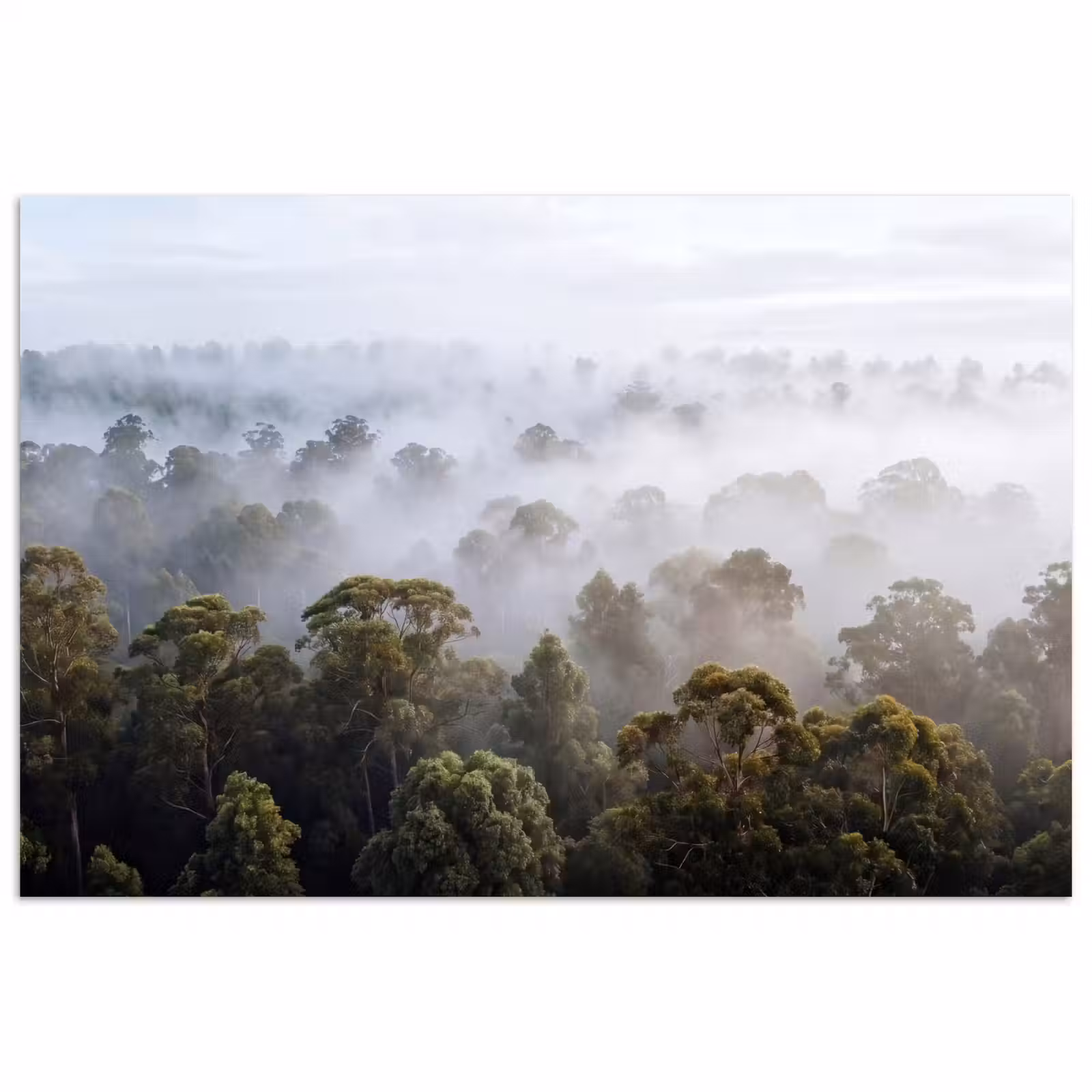 Poster - Natuur - Mist - Bos - Ochtend - Goud — 1