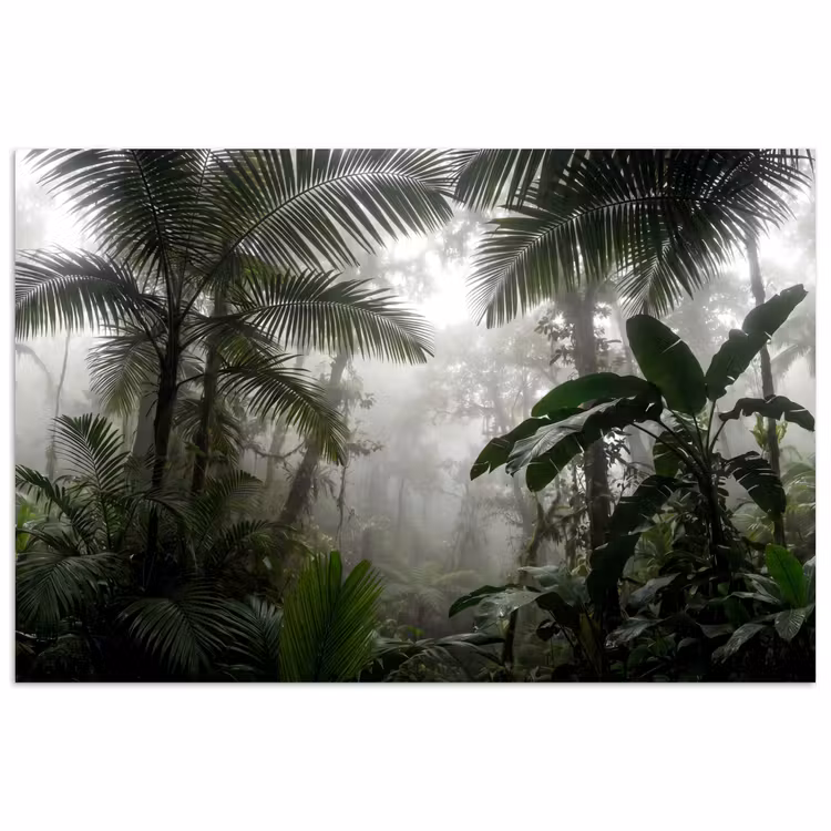 Poster - Natuur - Jungle - Mist - Groen - Bladeren — 1