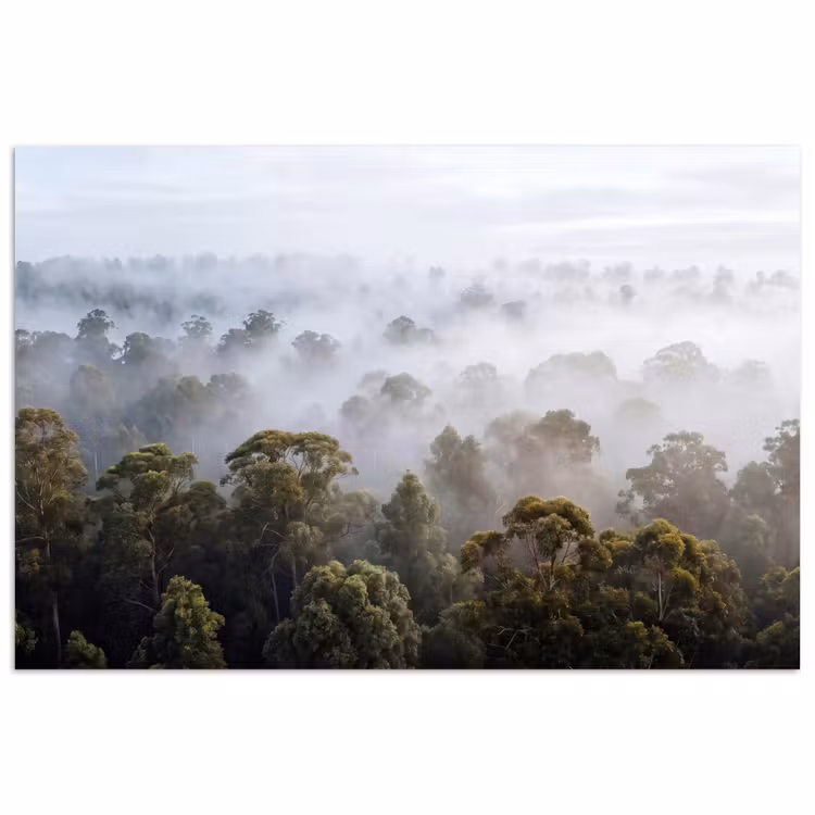 Poster - Natuur - Mist - Bos - Ochtend - Goud — 1